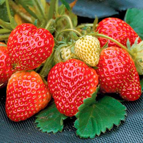 Fresa Honeoye interface.image 1 interface.art 5402