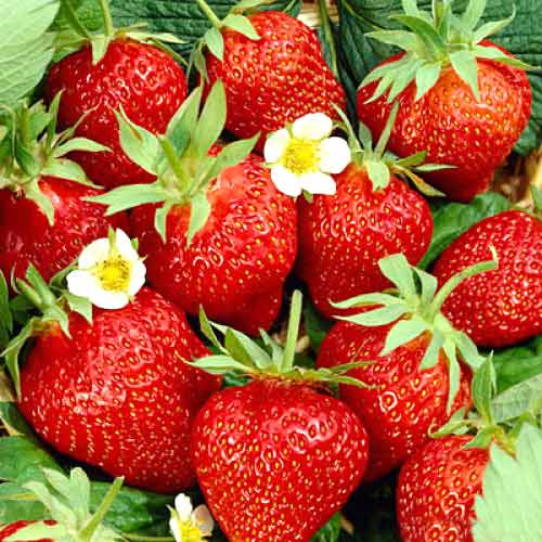 Fresa Kimberly interface.image 1 interface.art 5403