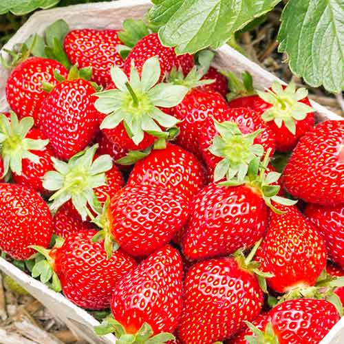 Fresa Portola interface.art photo 1 Fresa Portola interface.image 1 interface.art 5410