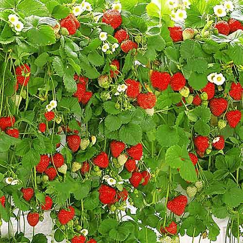 Fresa Caída interface.art photo 1 Fresa Caída interface.image 1 interface.art 5395