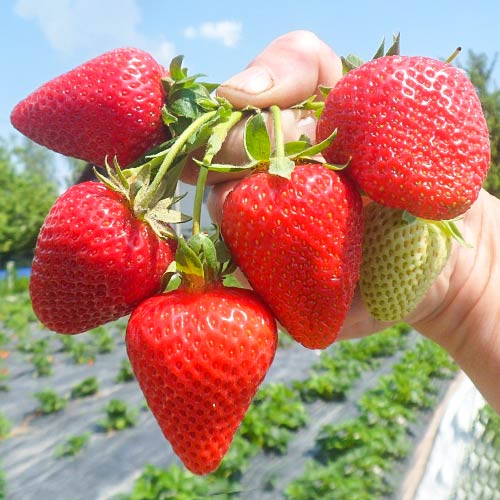 Fresa San Andreas interface.art photo 1 Fresa San Andreas interface.image 1 interface.art 5411