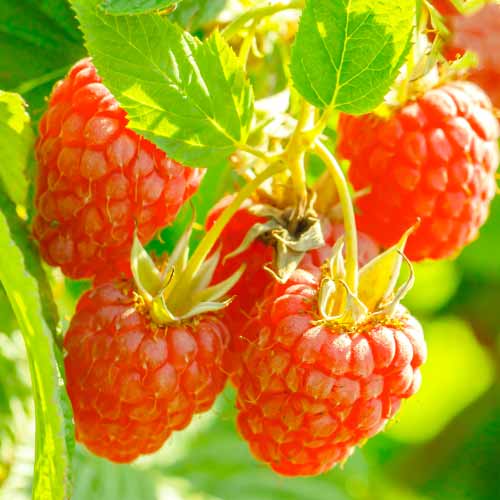 Frambuesa Heritage, Р9 interface.art photo 1 Frambuesa Heritage, Р9 interface.image 1 interface.art 7616