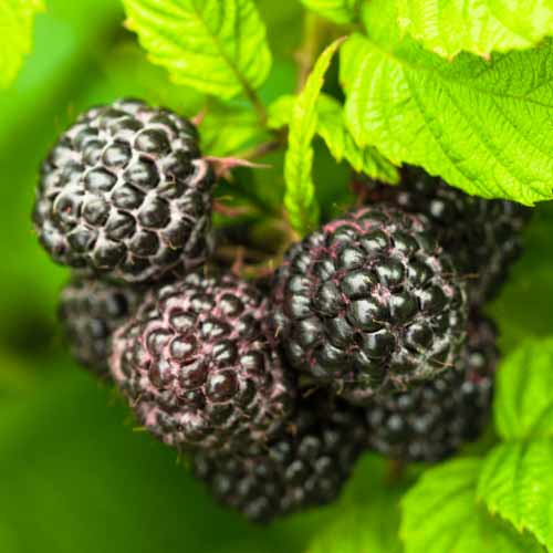 Frambuesa Black Jewel, Р9 interface.art photo 1 Frambuesa Black Jewel, Р9 interface.image 1 interface.art 7549