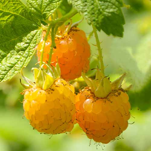 Frambuesa Golden Queen, Р9 interface.image 1 interface.art 7608