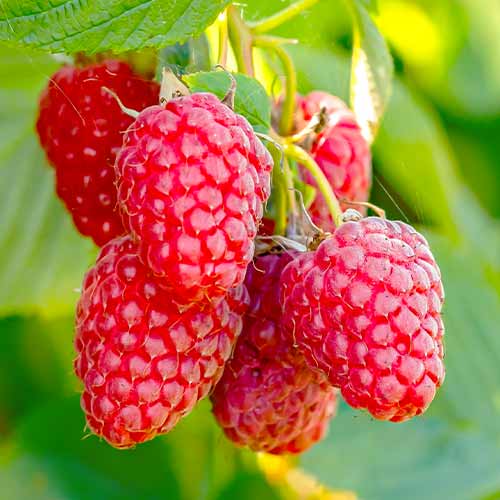 Frambuesa perenne Polana, Р9 interface.art photo 1 Frambuesa perenne Polana, Р9 interface.image 1 interface.art 7544