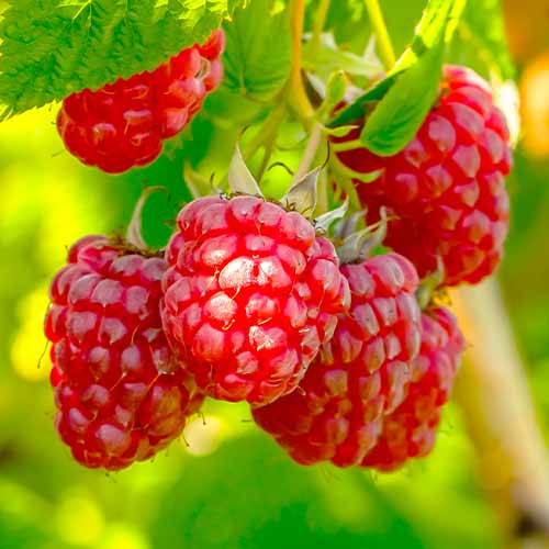 Frambuesa perenne Polka, Р9 interface.art photo 1 Frambuesa perenne Polka, Р9 interface.image 1 interface.art 7545