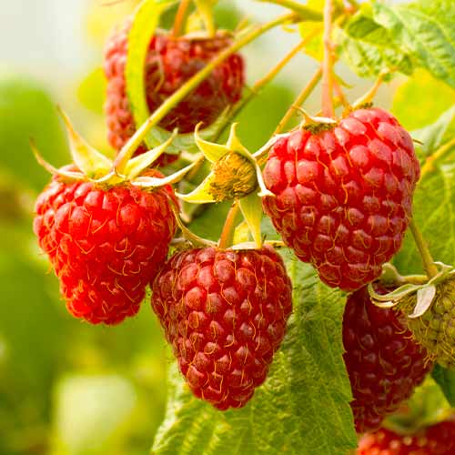 Frambuesa perenne Red Giant, Р9 interface.art photo 1 Frambuesa perenne Red Giant, Р9 interface.image 1 interface.art 7536