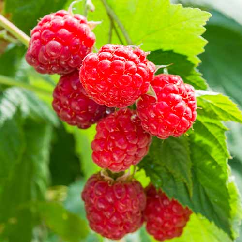 Frambuesa de repetición Sugana, Р9 interface.art photo 1 Frambuesa de repetición Sugana, Р9 interface.image 1 interface.art 8036