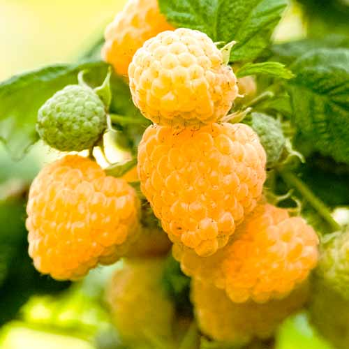 Frambuesa Yellow Giant, Р9 interface.art photo 1 Frambuesa Yellow Giant, Р9 interface.image 1 interface.art 7535