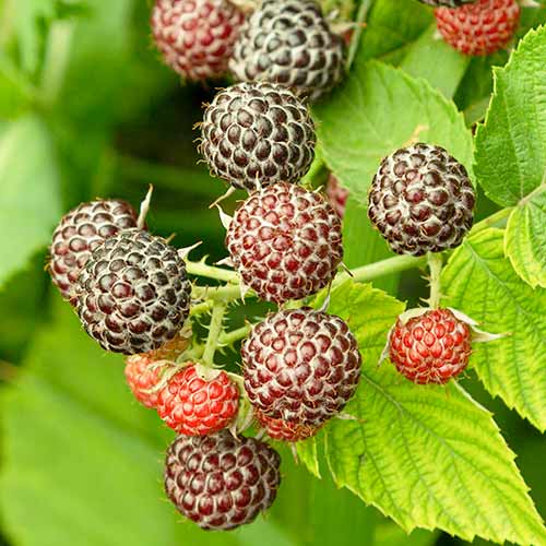 Frambuesa Glen Coe, P9 interface.image 1 interface.art 7548