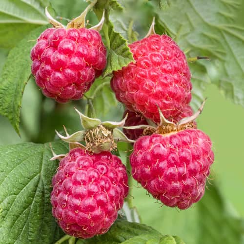 Frambuesa remontante Zewa, P9 interface.art photo 1 Frambuesa remontante Zewa, P9 interface.image 1 interface.art 1591