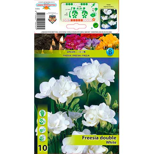 Freesia Doble Blanca interface.art photo 1 Freesia Doble Blanca interface.image 1 interface.art 76239
