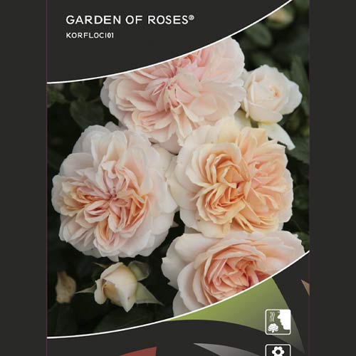 Rosa floribunda Garden of Roses®, C5 interface.art photo 2 Rosa floribunda Garden of Roses®, C5 interface.image 2 interface.art 5822