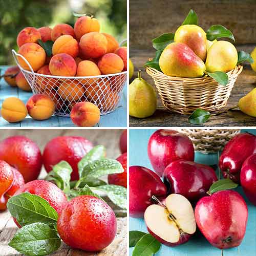 Pastel de frutas, 4 plantas interface.art photo 1 Pastel de frutas, 4 plantas interface.image 1 interface.art 5873