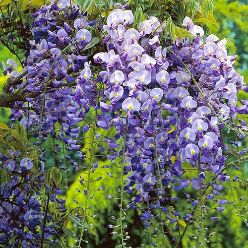 Glicina (Wisteria) Longwood Purple, С2 interface.image 1 interface.art 8239