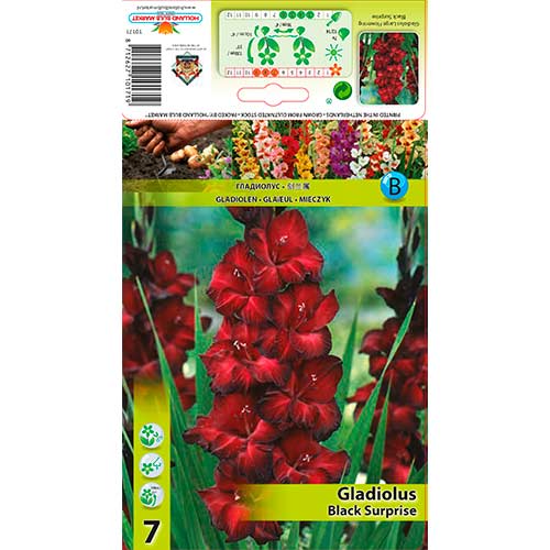 Gladiolo Black Surprise interface.art photo 1 Gladiolo Black Surprise interface.image 1 interface.art 76243