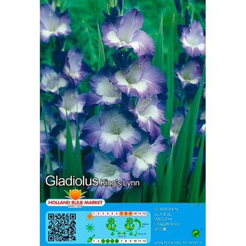 Gladiolo Kings Lynn interface.art photo 1 Gladiolo Kings Lynn interface.image 1 interface.art 76445