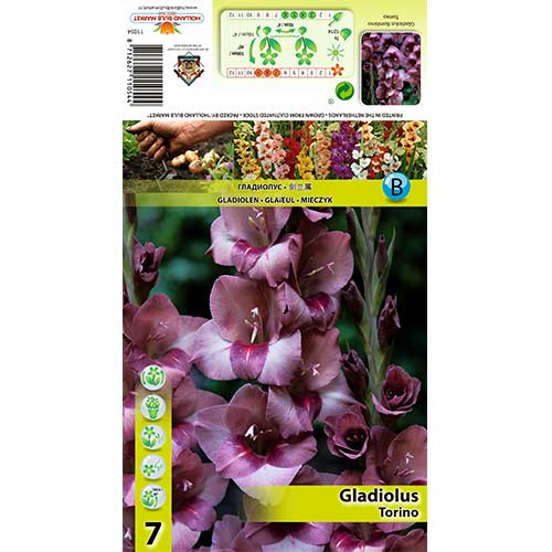 Gladiolo Torino interface.image 1 interface.art 70404