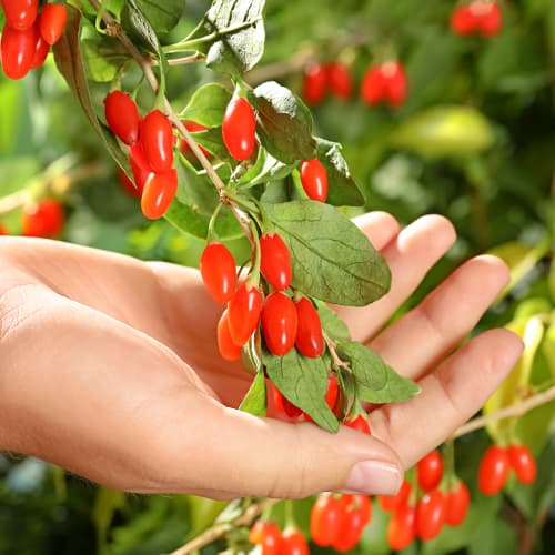 Baya de Goji grande coreana, P9 interface.art photo 1 Baya de Goji grande coreana, P9 interface.image 1 interface.art 9321