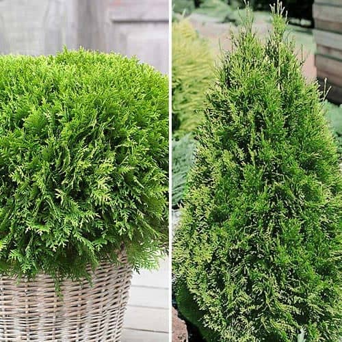 ¡Gran oferta! Dúo de coníferas, set de 2 plantones interface.art photo 1 ¡Gran oferta! Dúo de coníferas, set de 2 plantones interface.image 1 interface.art 9468