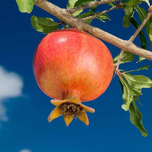 Granada Wonderful, С2 interface.image 1 interface.art 4868