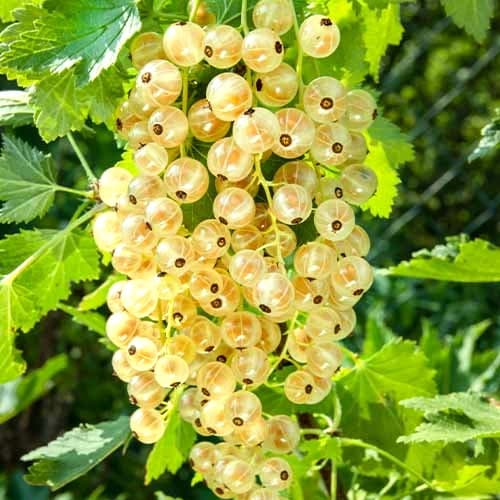 Grosella blanca Versaille, Р9 interface.image 1 interface.art 7562