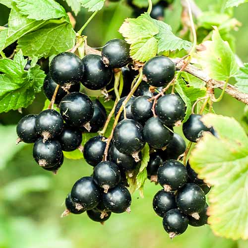 Grosella negra Big Ben, Р9 interface.art photo 1 Grosella negra Big Ben, Р9 interface.image 1 interface.art 7575