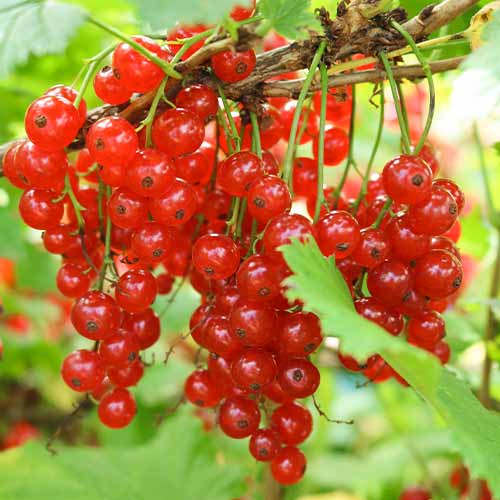 Grosella roja Jonkheer van Tets, Р9 interface.art photo 1 Grosella roja Jonkheer van Tets, Р9 interface.image 1 interface.art 7601