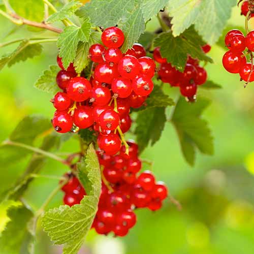 Grosella roja Rovada, Р9 interface.image 1 interface.art 7570