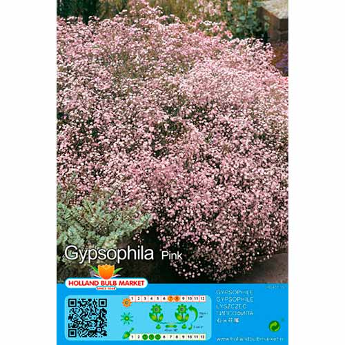 Gypsophila Paniculata Pink interface.image 1 interface.art 76453