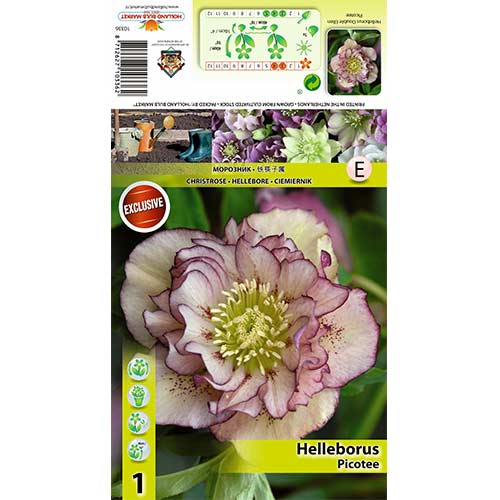 Helleborus Double Ellen Picotee interface.art photo 1 Helleborus Double Ellen Picotee interface.image 1 interface.art 70410