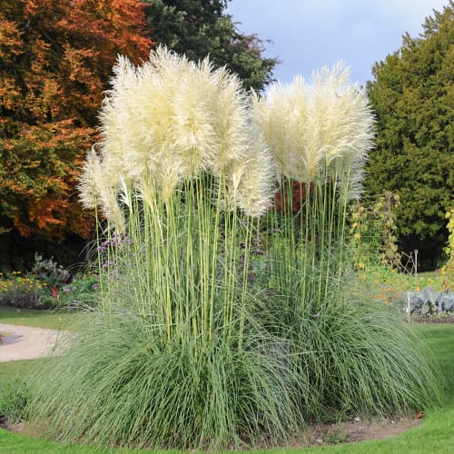 Hierba de la Pampa Pluma Blanca, С2 interface.art photo 1 Hierba de la Pampa Pluma Blanca, С2 interface.image 1 interface.art 4753