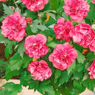 Hibisco (Ketmia siria) Duc de Brabant, P9 interface.image 1 interface.art 9021