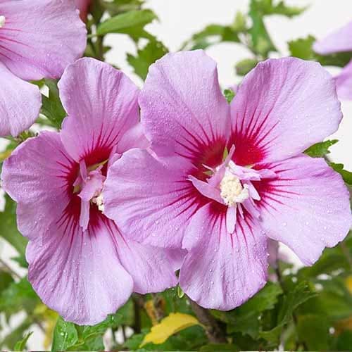 Hibiscus (Syrian Ketia) Maike, P9 interface.image 1 interface.art 9667