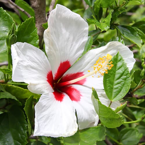 Hibiscus (Syrian Ketia) Red heart, P9 interface.art photo 1 Hibiscus (Syrian Ketia) Red heart, P9 interface.image 1 interface.art 9022