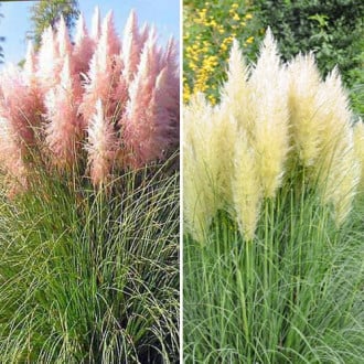 Hierba de la Pampa conjunto, 2 plántulas interface.image 1 interface.art 5448