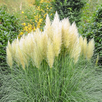 Hierba de la Pampa Pumila, P9 interface.image 1 interface.art 5447