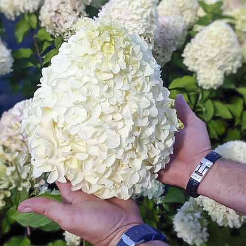 Hortensia en ramo Hercules PBR, С2 interface.art photo 1 Hortensia en ramo Hercules PBR, С2 interface.image 1 interface.art 8221