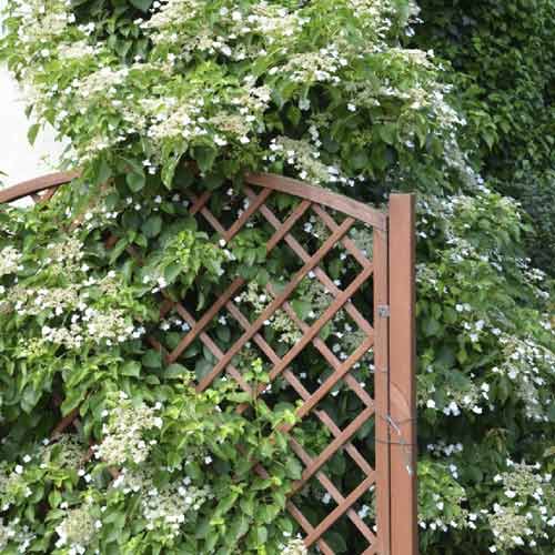 Hortensia trepadora Mirranda, С2 interface.image 1 interface.art 8219