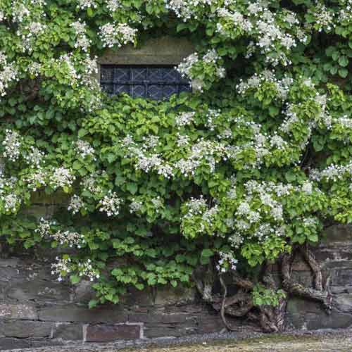 Hortensia trepadora Take a chance ®, С2 interface.image 1 interface.art 8220