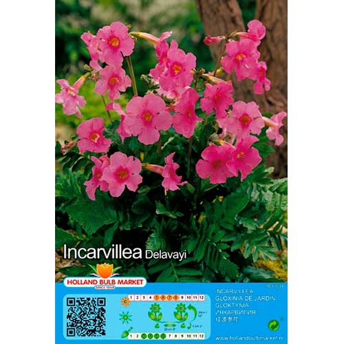 Incarvillea Delavayi interface.art photo 1 Incarvillea Delavayi interface.image 1 interface.art 76462