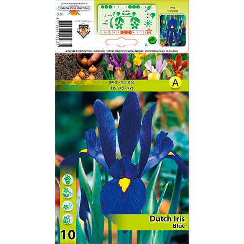 Iris holandés Blue interface.art photo 1 Iris holandés Blue interface.image 1 interface.art 76227