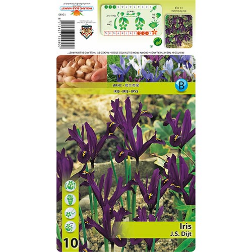 Iris reticulé J.S. Dijt interface.image 1 interface.art 70225