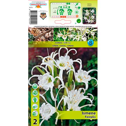 Ismene Festalis interface.art photo 1 Ismene Festalis interface.image 1 interface.art 76294