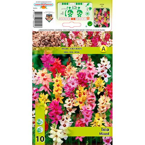 Ixia (Lirio del maíz) Mixta interface.image 1 interface.art 76295