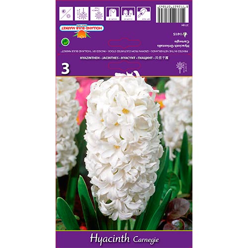 Jacinto Carnegie interface.art photo 1 Jacinto Carnegie interface.image 1 interface.art 67587