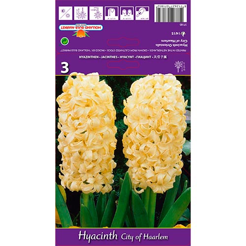 Jacinto Ciudad de Haarlem interface.art photo 1 Jacinto Ciudad de Haarlem interface.image 1 interface.art 67594