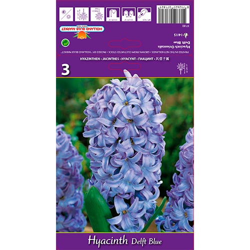 Jacinto Azul de Delft interface.image 1 interface.art 67359