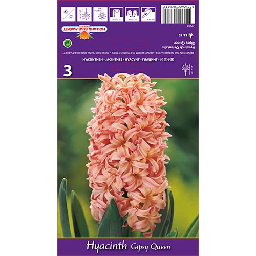 Jacinto Gipsy Queen interface.image 1 interface.art 67585