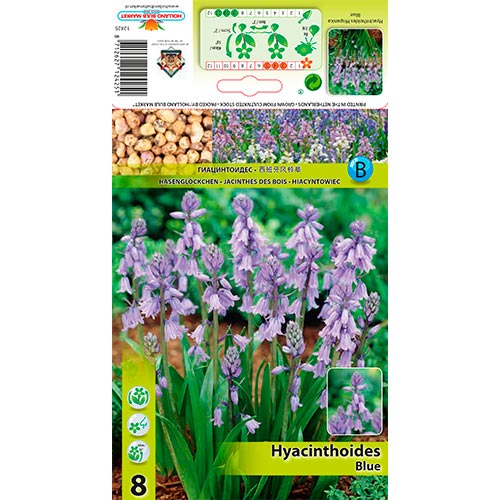 Jacinto Hisp. Azul interface.art photo 1 Jacinto Hisp. Azul interface.image 1 interface.art 67367